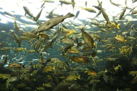 Florida Tampa Aquarium (3087)