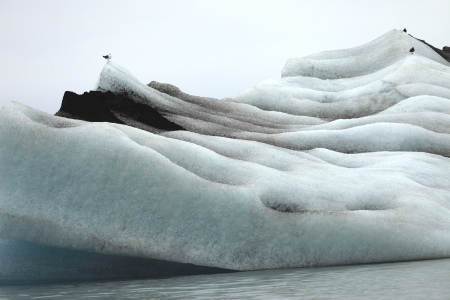 IJsland Jokulsarlon ijs met meeuw (2147)