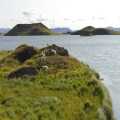 IJsland Myvatn Stakholstjorn (2362)