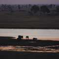 Botswana Chobe Olifanten (8460)