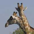 Botswana Chobe giraffen (8439)