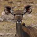 Namibie Etosha Kudu (8177)