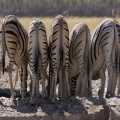 Namibie Etosha Zebras (8106)