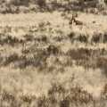 Namibie Kalahari Hartebeesten (7471)