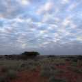 Namibie Kalahari (7707)