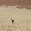 Namibie Namib Naukluft Gazelle (7683)