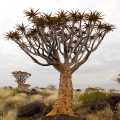 Namibie kokerbomen (7754)