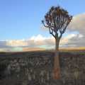 Namibie kokerboom (7918)