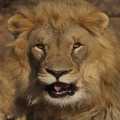 Namibie leeuw (7934)