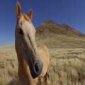 Namibie paard (7997)