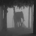 Nepal Chitwan national park Olifant in de mist (0675)