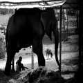 Nepal Chitwan national park Olifant man hond (0648)