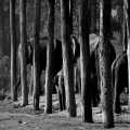 Nepal Chitwan national park olifanten en palen (0611)