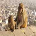 Nepal Kathmandu Swayambhunath apen (0319)